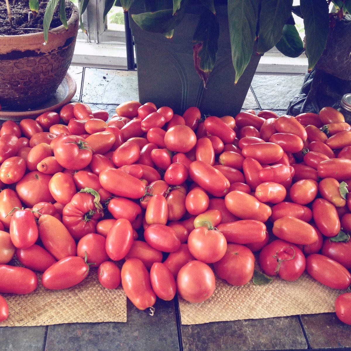 LocalPlantPro's tweet image. Hey there twitter!
How are your late summer harvests coming!
Check out this 200+ tomato harvest from a backyard garden!
😍