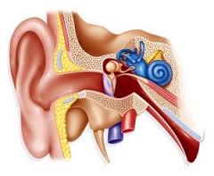 Benign-paroxysmal-positional vertigo may be why you're dizzy/nauseous! Contact our Certified Vestibular Therapist
vestibular.org/sites/default/…