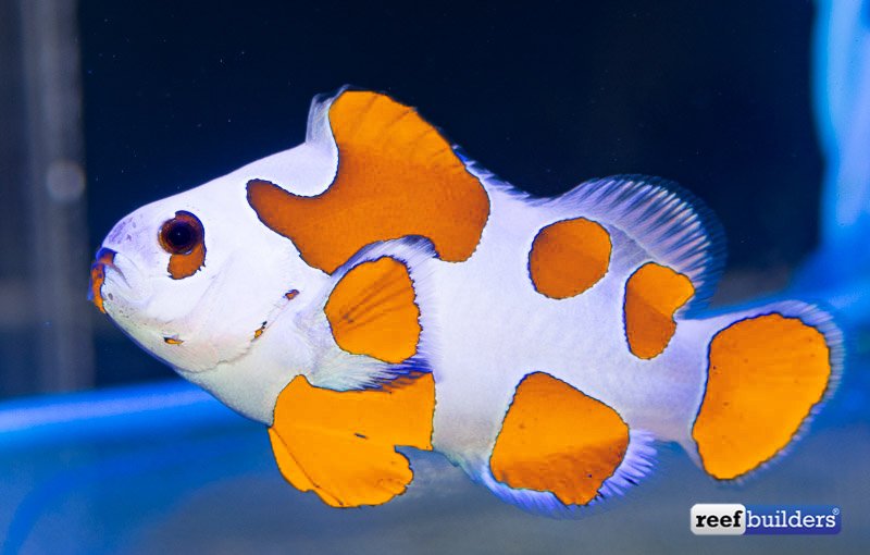 reefbuilders's tweet photo. Black Storm Clownfish Coming Soon, Orange Storms Next Year! https://t.co/dcwnNlNfFf https://t.co/zuNa0pPG6r