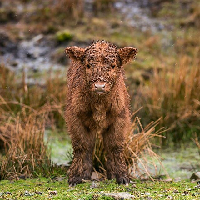VisitScotland's tweet photo. Happy #Coosday! Has anyone got a towel they coo'd take to the Isle of Lewis for this little one? ☔️ 📷 IG/christinejacksonphotography #Scot https://t.co/w0Xb6djVvd
