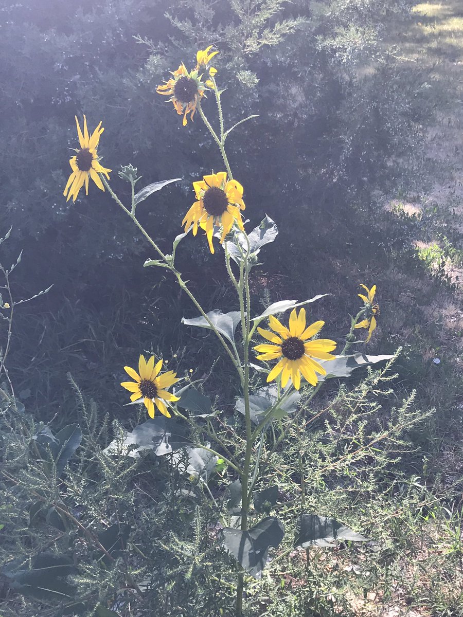 MintBlind's tweet photo. Sunflowers. https://t.co/hOXBNL6S5q