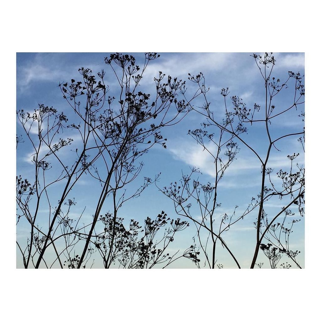 B_wildacre's tweet photo. Stillness quietly resolute in the negative spaces. 
#stillness #nature #natureinspired #naturenotes_august #seekin… https://t.co/ieOJqh1icj https://t.co/qFpx69Jqv7