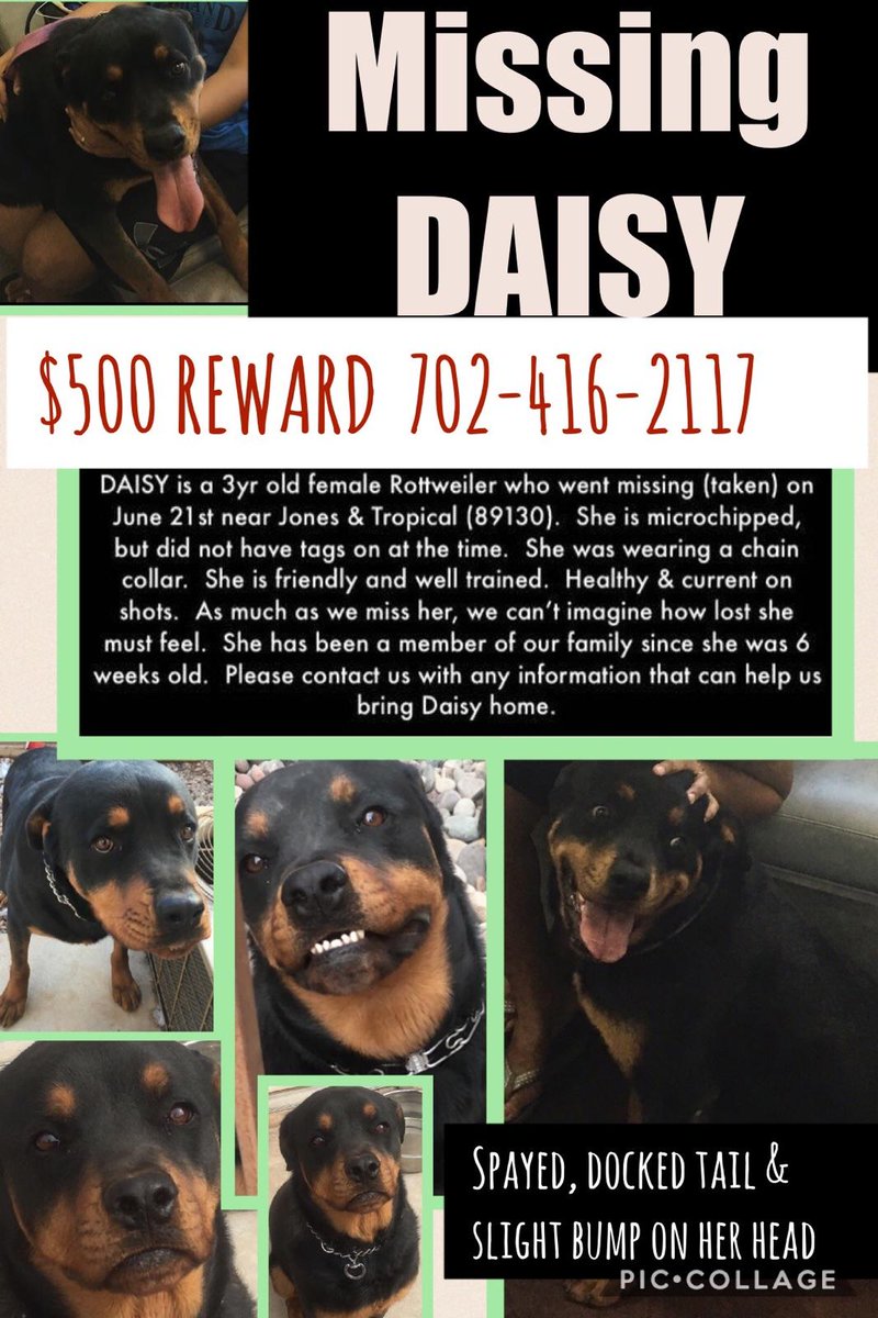 931TheParty's tweet photo. Have you seen Daisy? https://t.co/CgPa8sVx56
