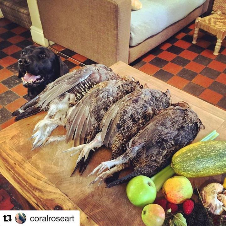 BritishShooting's tweet photo. #Repost @coralroseart (@get_repost)
・・・
The lab has returned home with gifts! 🙌#grouseseason #yay #topdog #eatwild #tasty #gametoeat #grous… https://t.co/mjAM7jt9Pm