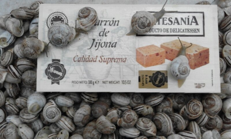 BernatSirvent's tweet photo. Llueve en #Xixona
Emerge d la tierra otro pata negra: el caracol serrano
Puro #delicatessem como @TurronesJijona 
#turronyheladotodoelaño https://t.co/eQ2ksdwDKs