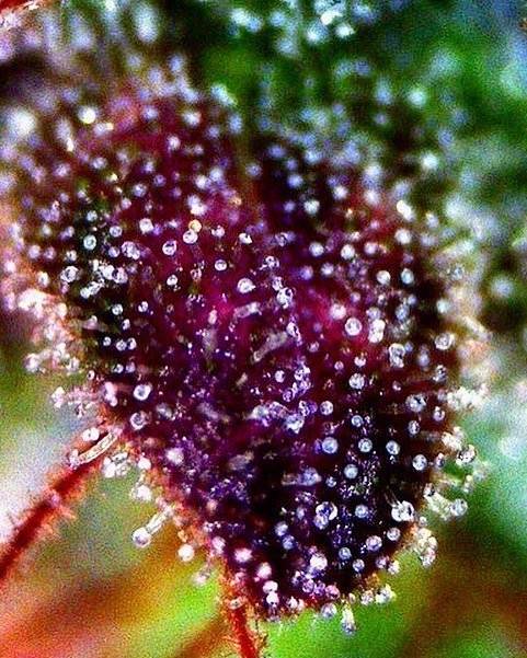 mrniceseedbank's tweet photo. Neville's haze mango sticking out her little tongue 🌱👅
.
#Trichometuesday #nevil #hybrid #photooftheday #NH #Nevilleshaze #haze #trich #mac… https://t.co/wKSRVInx9C