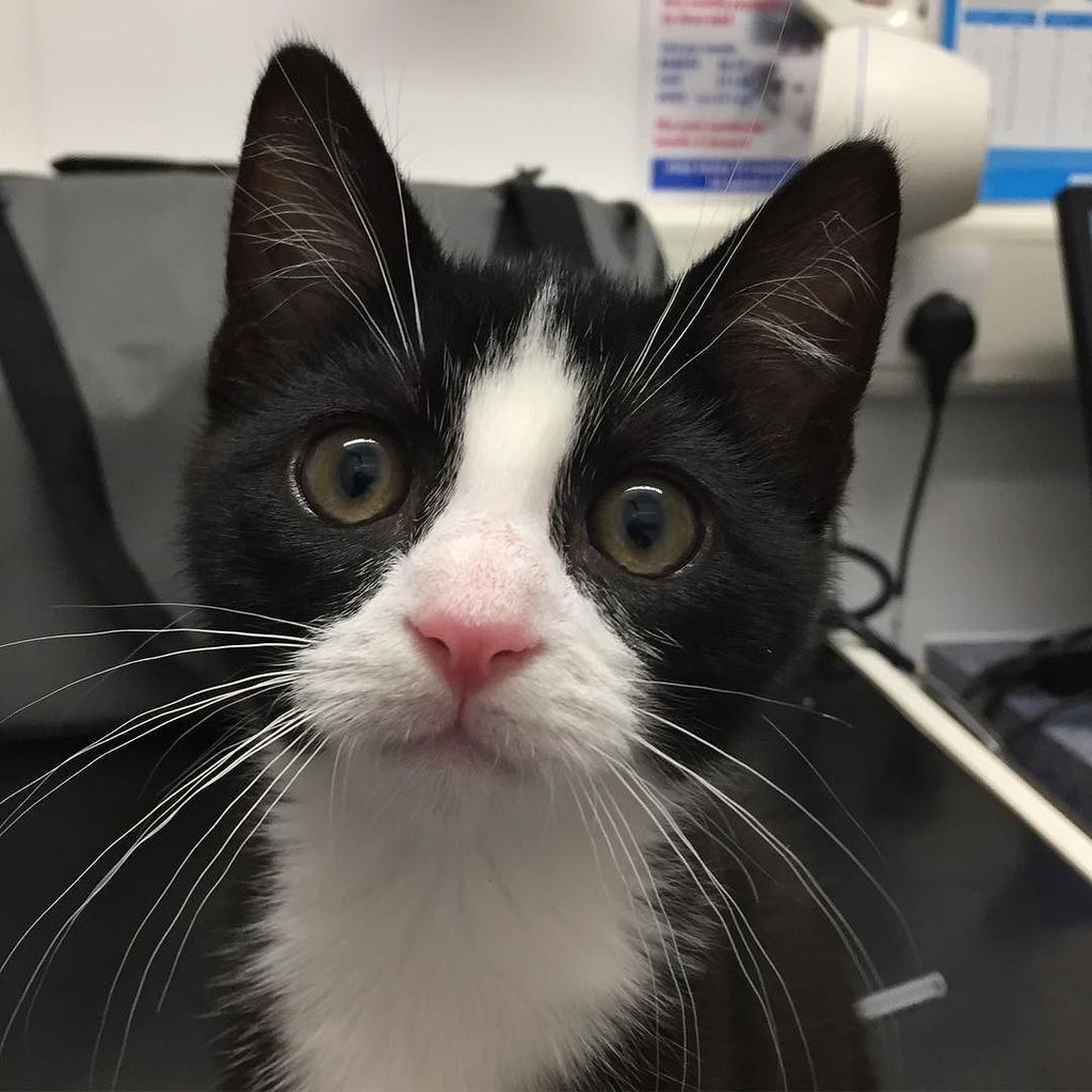 Castle_Vets's tweet photo. Murphy is a handsome little man in for his second vaccinations today! #blackandwhitecats #catsofinstagram #castlev… https://t.co/rV6mDYb5DO https://t.co/z3G7RzAjMO