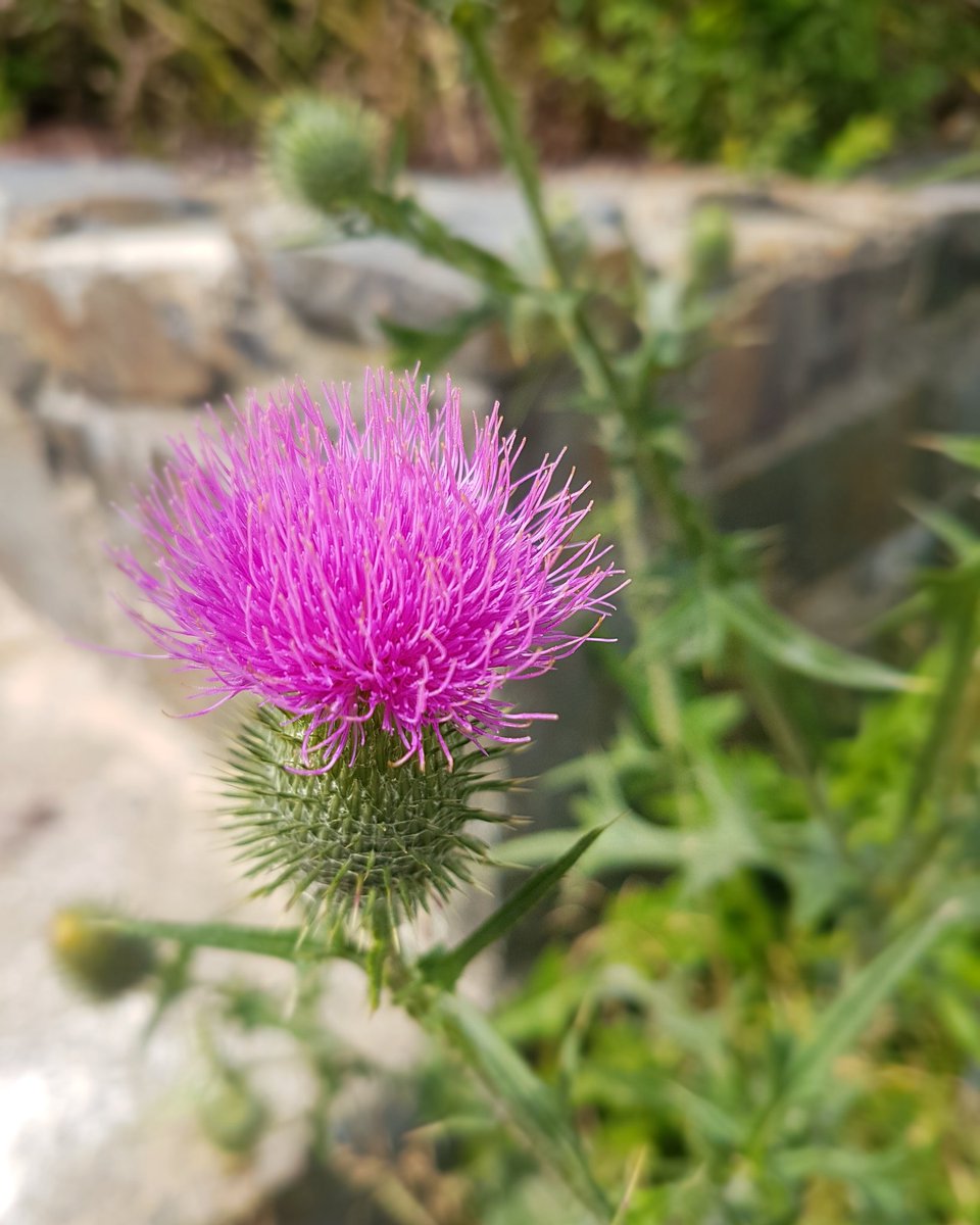 camera_beauty's tweet photo. Thistle. #nature #nofilter #beautiful #purpleflowers #sudburyontario #sudburyphotographer #northernontariophotographer #beautyandthecamera https://t.co/VSzU73AKdO