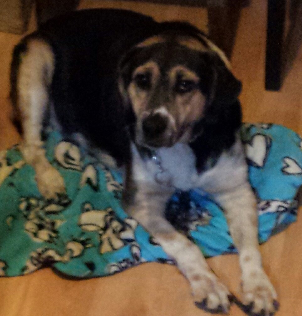 #animaLOVERS tweet media