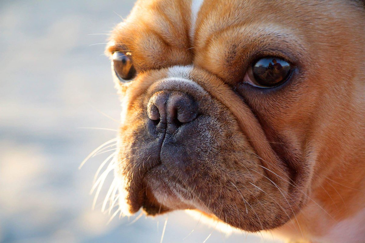 The face conquering digital chaos #pebbles