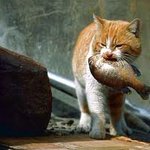 夏休み子ども科学電話相談 1700 なぜ猫は水が嫌いなのに魚が好きなの 本当は猫は魚好きではない Togetter 夏休み子ども科学電話相談 1700 なぜ猫は水が嫌いなのに魚が好きなの 本当は猫は魚好きではない Togetter