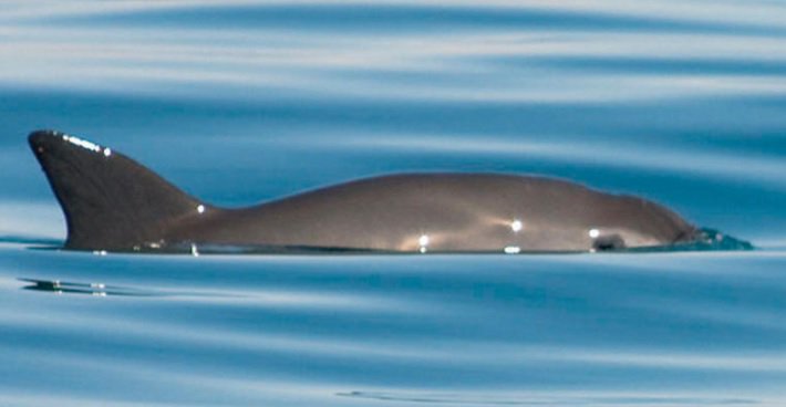 Activists Blame Mexican Government for Near-Loss of Vaquita Porpoise #news #sustainability amp.gs/peKa