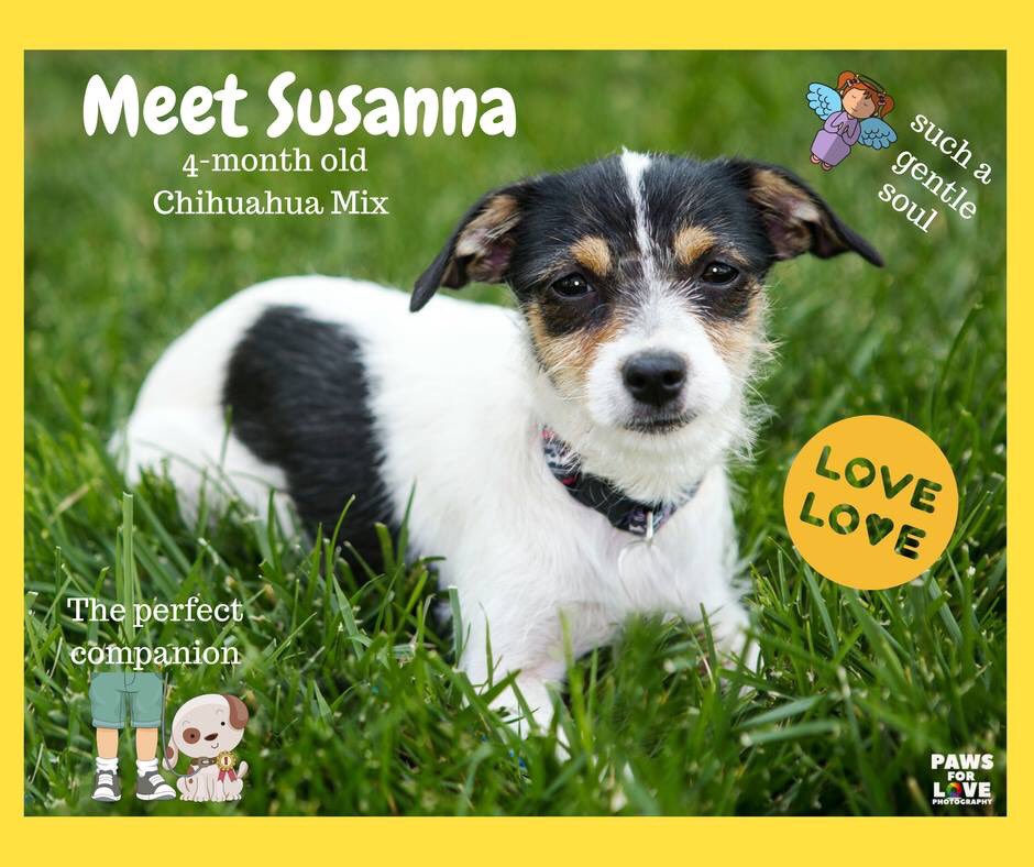 SCTailWaggers's tweet photo. Susanna is the sweetest puppy, and she's looking for her forever home!  You can learn more her about her at https://t.co/6h7RY2Qlga! https://t.co/Y7Dd4yOkC4