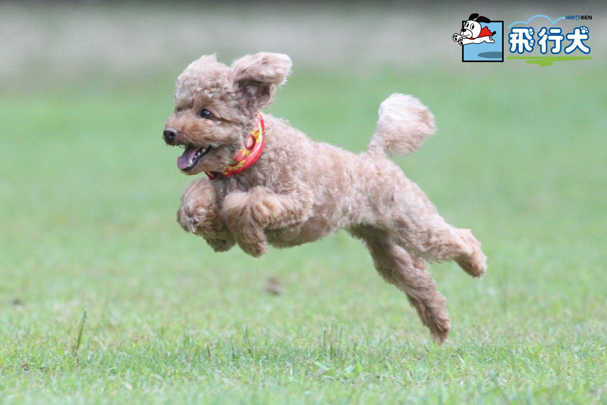 飛行犬 空飛ぶわんこphoto 今日の飛行犬は 可愛らしい飛行犬となったトイプードル ののちゃん 飛行犬 飛行犬撮影会 空飛ぶわんこ 空飛ぶ犬 Flyingdog T Co Lgzikp4snk Twitter