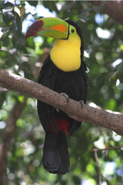 Kolijke's tweet photo. En #Kolijke habitan 351 especies de #Aves migratorias y residentes, de las 1100 que hay en todo el país #BiodiversidadKolijke @CONANP_mx https://t.co/oRP8UQK64K