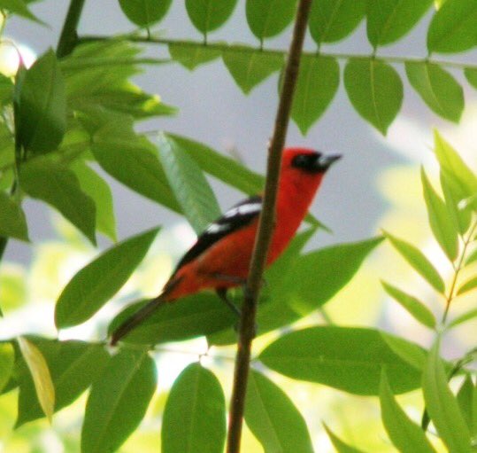 Kolijke's tweet photo. En #Kolijke habitan 351 especies de #Aves migratorias y residentes, de las 1100 que hay en todo el país #BiodiversidadKolijke @CONANP_mx https://t.co/oRP8UQK64K