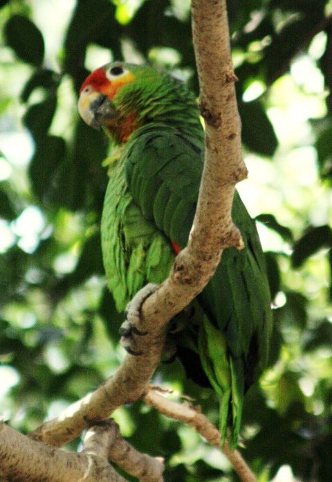 Kolijke's tweet photo. En #Kolijke habitan 351 especies de #Aves migratorias y residentes, de las 1100 que hay en todo el país #BiodiversidadKolijke @CONANP_mx https://t.co/oRP8UQK64K