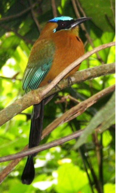 Kolijke's tweet photo. En #Kolijke habitan 351 especies de #Aves migratorias y residentes, de las 1100 que hay en todo el país #BiodiversidadKolijke @CONANP_mx https://t.co/oRP8UQK64K