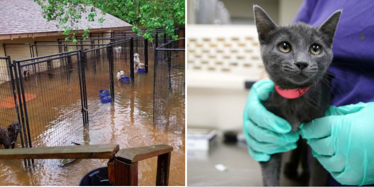 dodo's tweet photo. Even if you don't live in Texas, you can still lend a hand to animals affected by #HurricaneHarvey https://t.co/Tg4D1DwbDD https://t.co/MPP9h4Ll3I