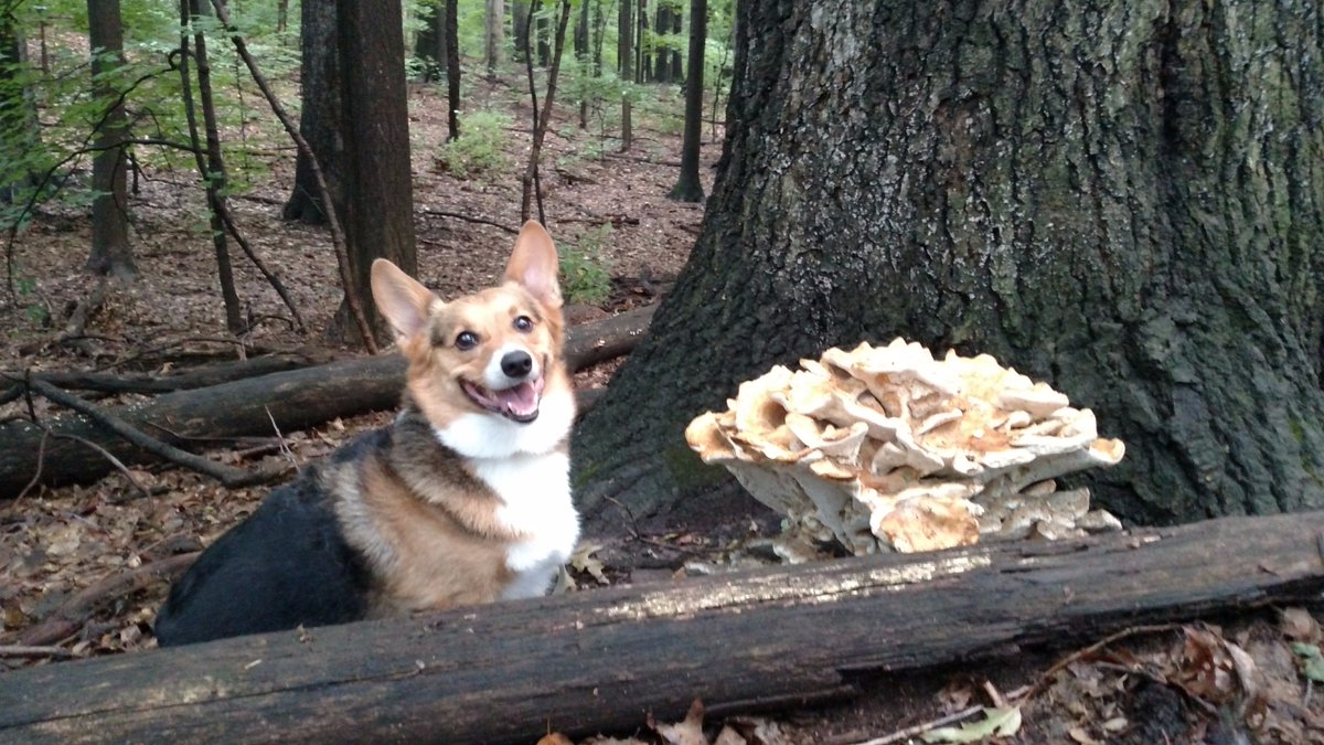 Nice specimen of Pale Chicken of the Woods Laetiporus cincinnatus.
If only our dog Milton would find truffles! #fungi #ROC #washingtongrove