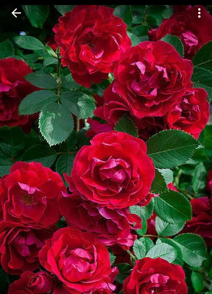 salinanishita's tweet photo. শুভ সকাল.................... https://t.co/FcKK5xaMqO