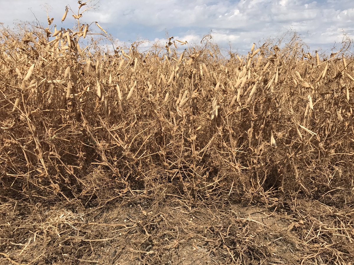 HerleSeedFarm's tweet photo. Having fun this afternoon in some Abarth Yellow Peas. Standing excellent. Certified Seed available for #plant18 @FPGenetics https://t.co/oz4SSMwIFL