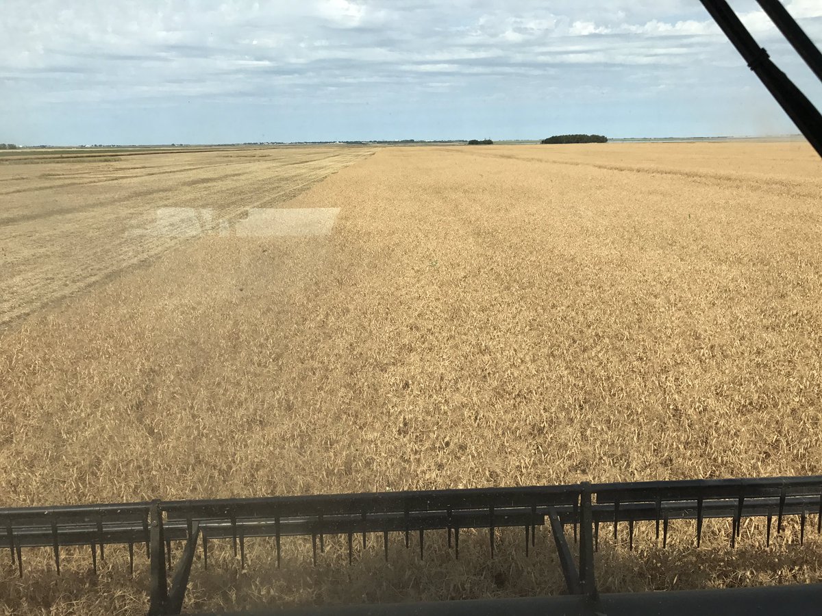 HerleSeedFarm's tweet photo. Having fun this afternoon in some Abarth Yellow Peas. Standing excellent. Certified Seed available for #plant18 @FPGenetics https://t.co/oz4SSMwIFL