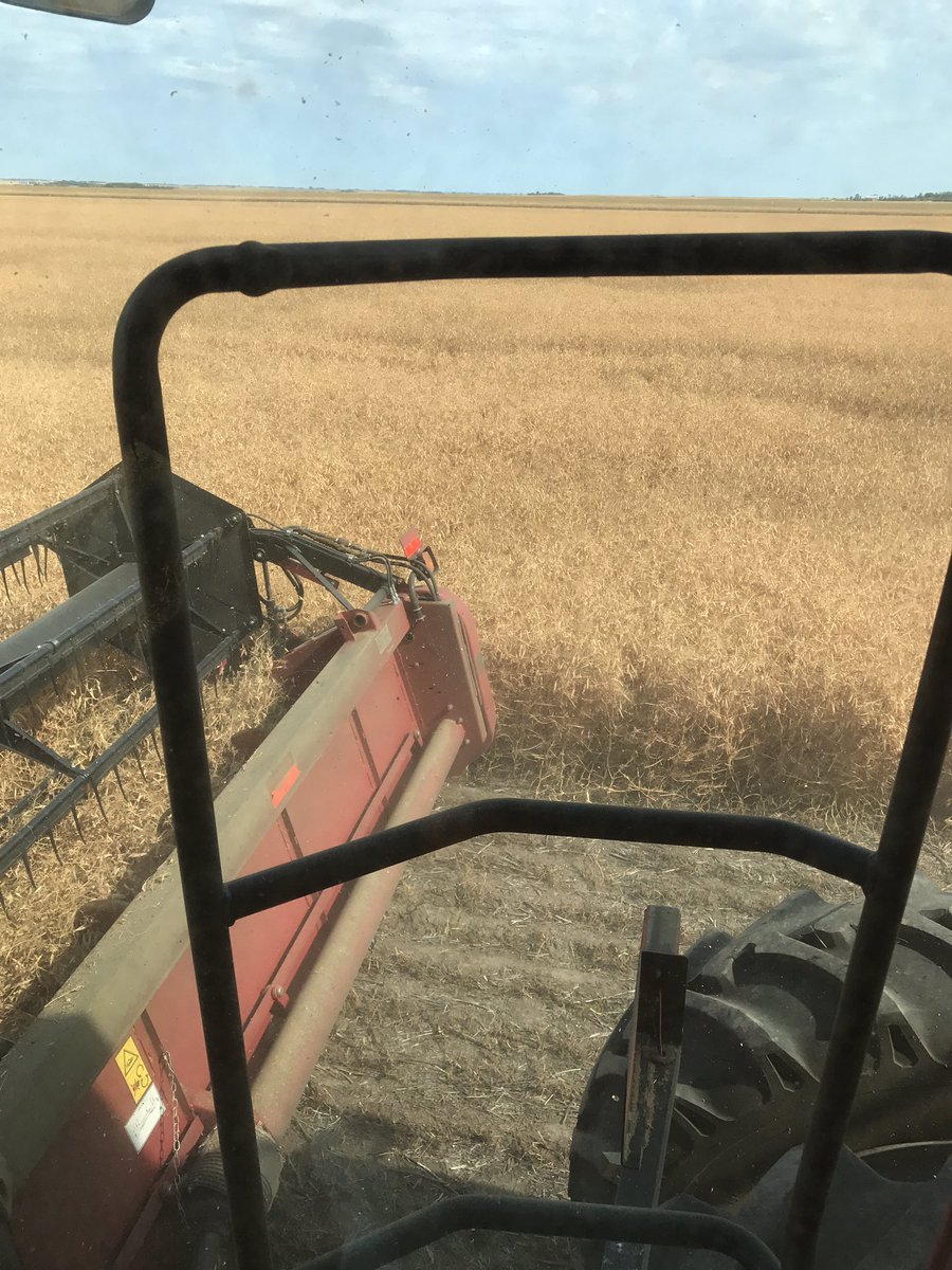 HerleSeedFarm's tweet photo. Having fun this afternoon in some Abarth Yellow Peas. Standing excellent. Certified Seed available for #plant18 @FPGenetics https://t.co/oz4SSMwIFL