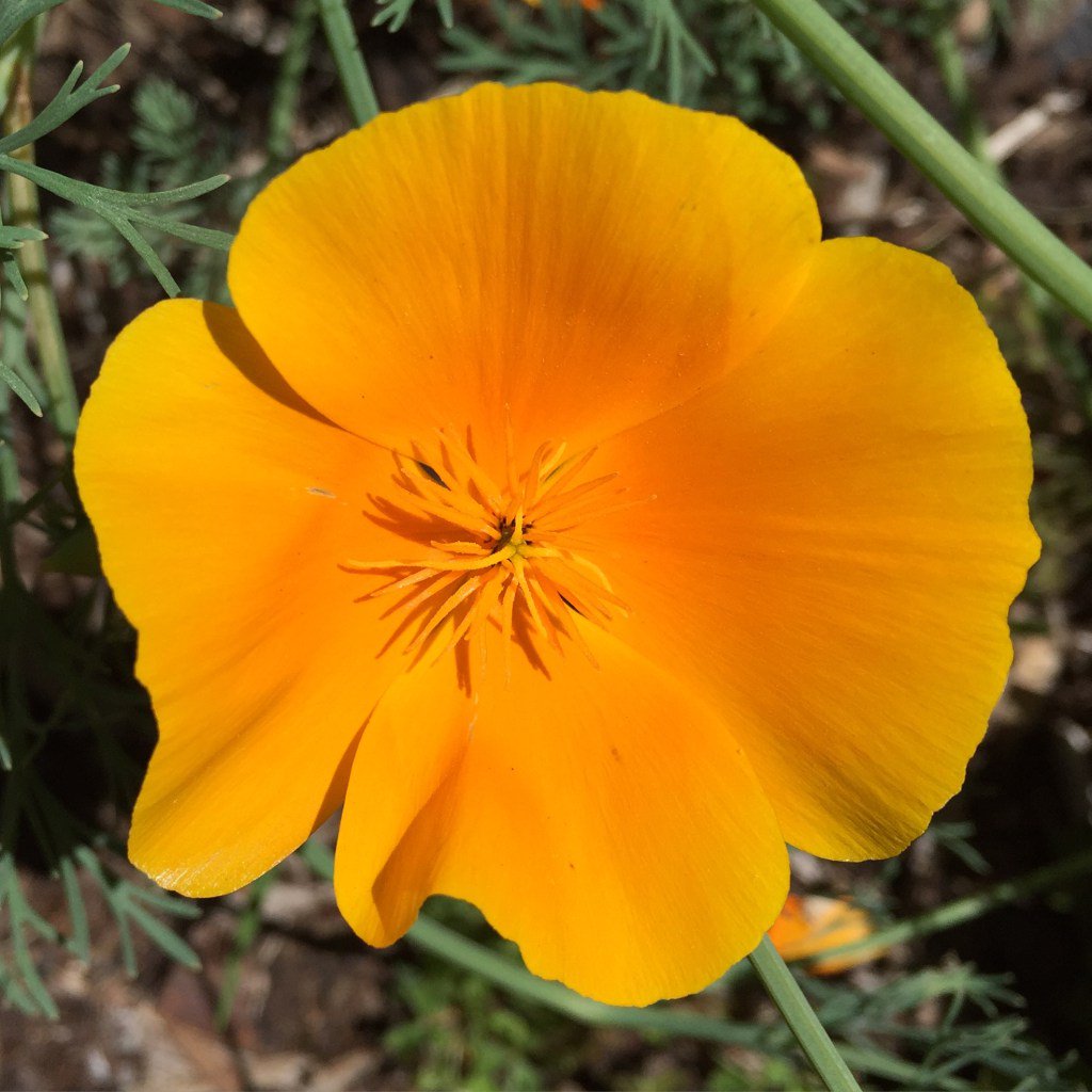 bridgetcasey_nd's tweet photo. Top 10 Herbs for Pain Relief https://t.co/J0K3KmLIGU https://t.co/IoOzkrfuuT