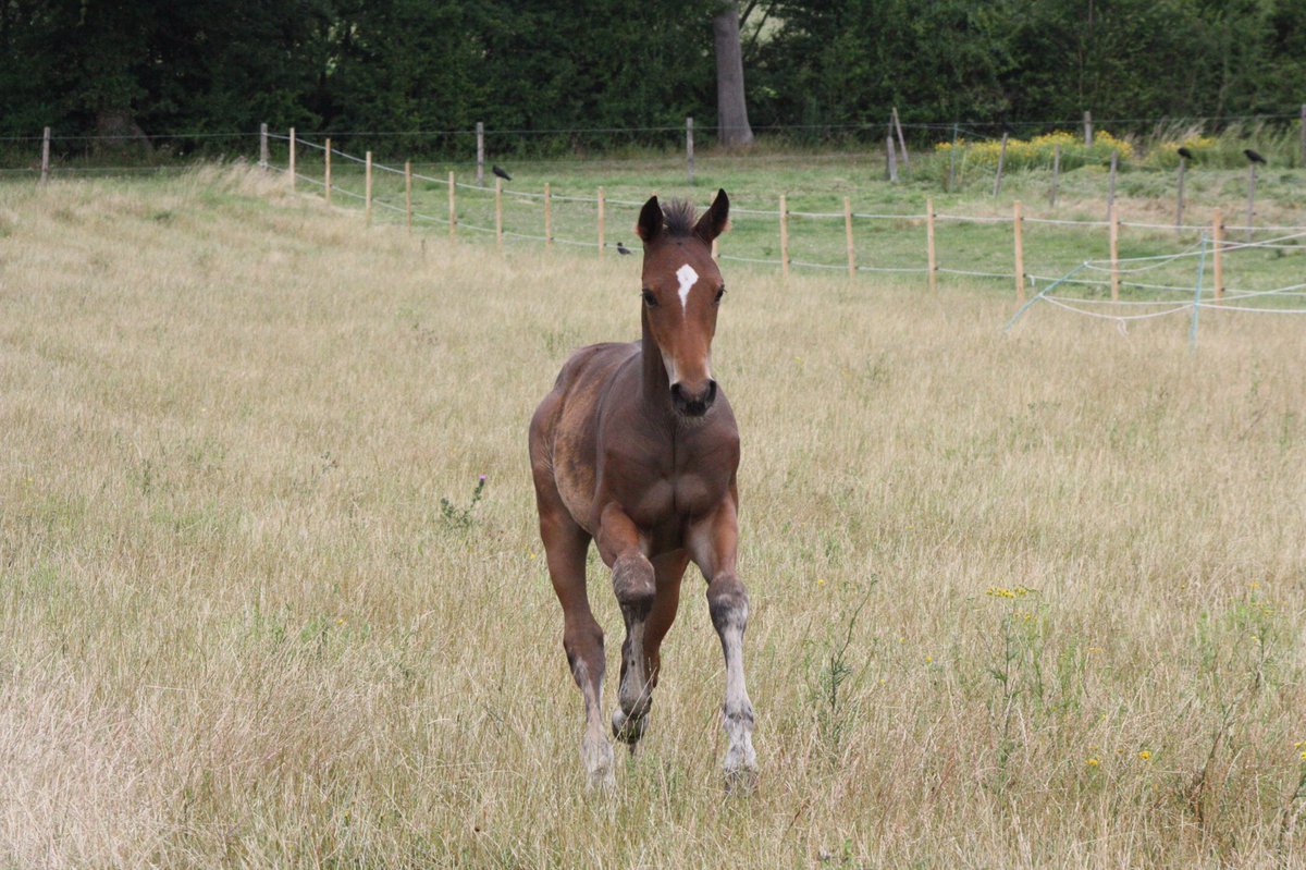 COSaddlery's tweet photo. Top spec feed review"I have feed my broodmare &amp; foal top spec stub balancer from the very start, its made so much difference in both horses" https://t.co/teME2hUeLw
