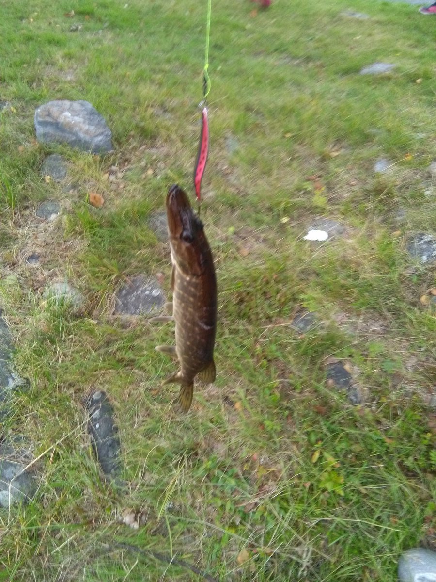 DrZounix's tweet photo. #fish #pike #minipike https://t.co/jRC3w1aiIc