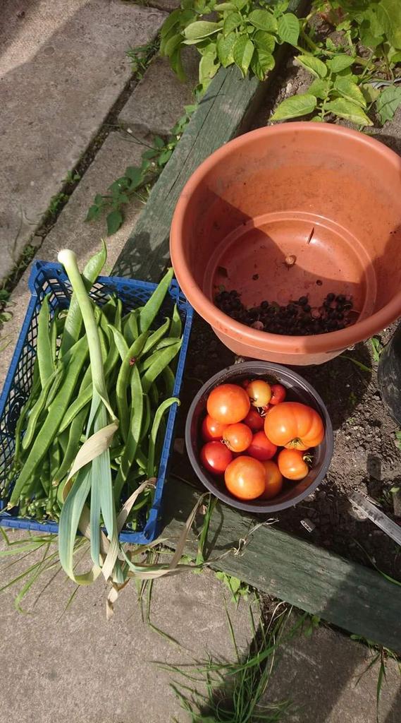 PortGrocery's tweet photo. Harvested today from our allotment #Homegrown #foodpartnership #allotment https://t.co/MXtRbluBEK