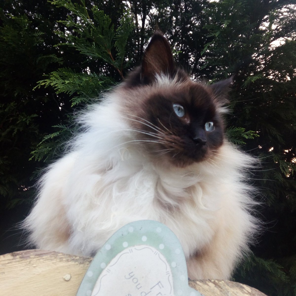conspiracybi's tweet photo. my cat is a photogenic little bean https://t.co/VT8jpgmD8Y