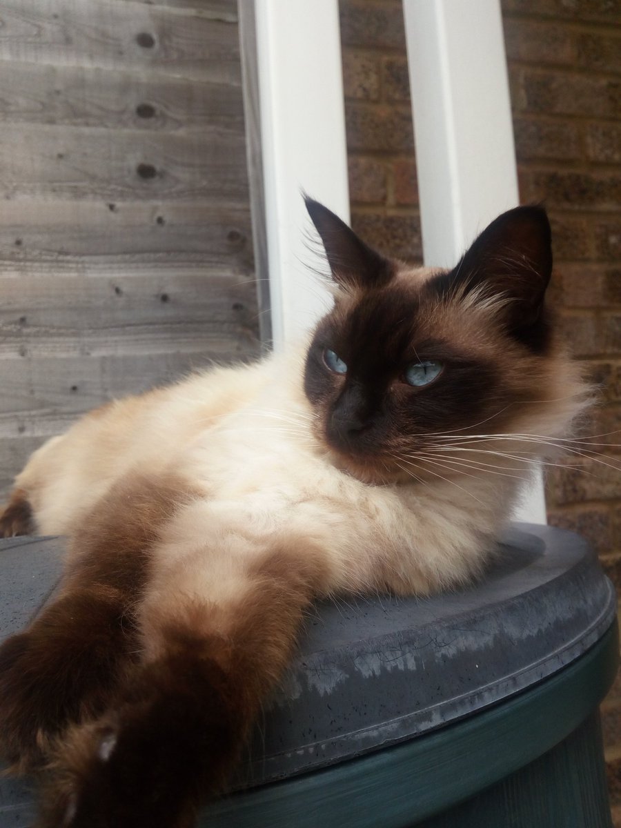 conspiracybi's tweet photo. my cat is a photogenic little bean https://t.co/VT8jpgmD8Y