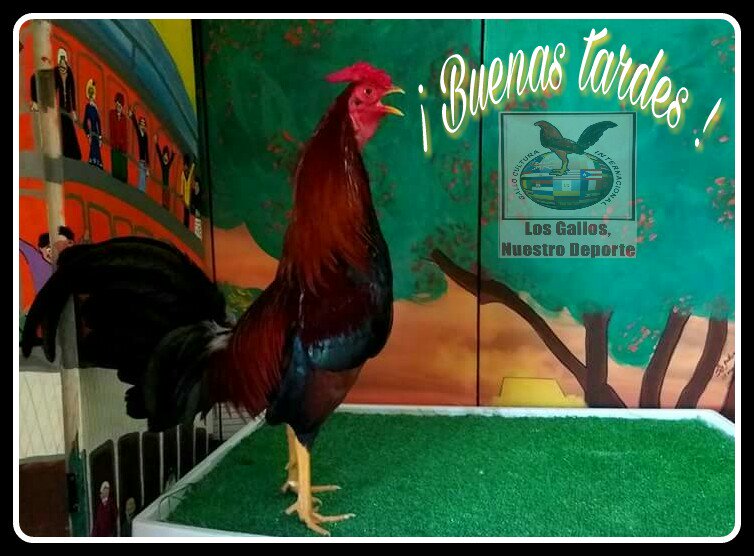SOYGALLERA's tweet photo. #Llegando a mas corazones https://t.co/43OinYbXod