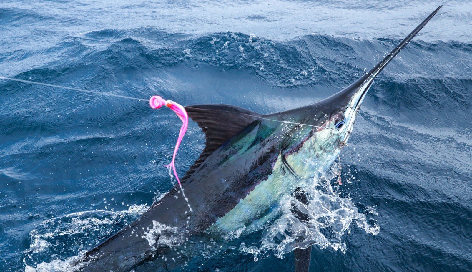 TFO Rods on Twitter: "Check out the First Lady of Fly Fishing's marlin experience in this week's ...