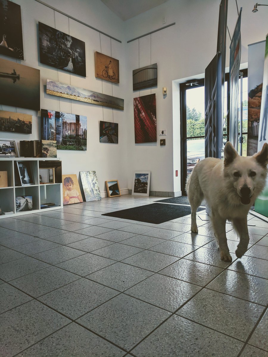 PhotoMediaDecor's tweet photo. We love getting visitors in the office-- this particular gentleman was quite interested in getting a full tour! 🐾 https://t.co/TNdO7Nob4y