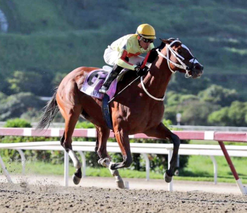 DangeloStable's tweet photo. #Hipismo Corremos al excelente potro MANNSCHAFT en el Clásico "Propietarios La Rinconada" !!!!! #LaCuadraAzul presente en la Gala Hipica!!! https://t.co/XL6fmyn82U