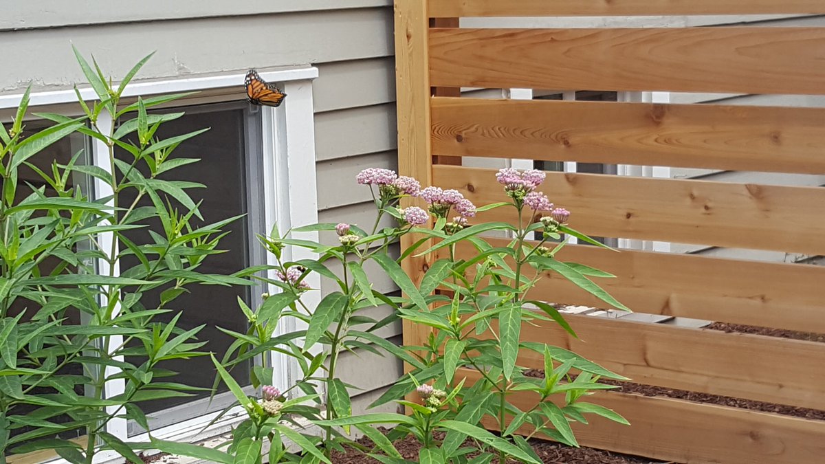 digrightin's tweet photo. Updated Oak Park home with amazing veggie beds. https://t.co/SuIMPZ6L69