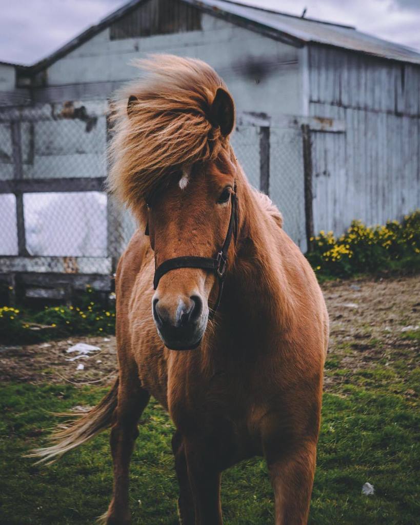 swetans's tweet photo. A horse is poetry in motion #icelandichorse https://t.co/oSOYt16npp https://t.co/1rnjaVbfsw