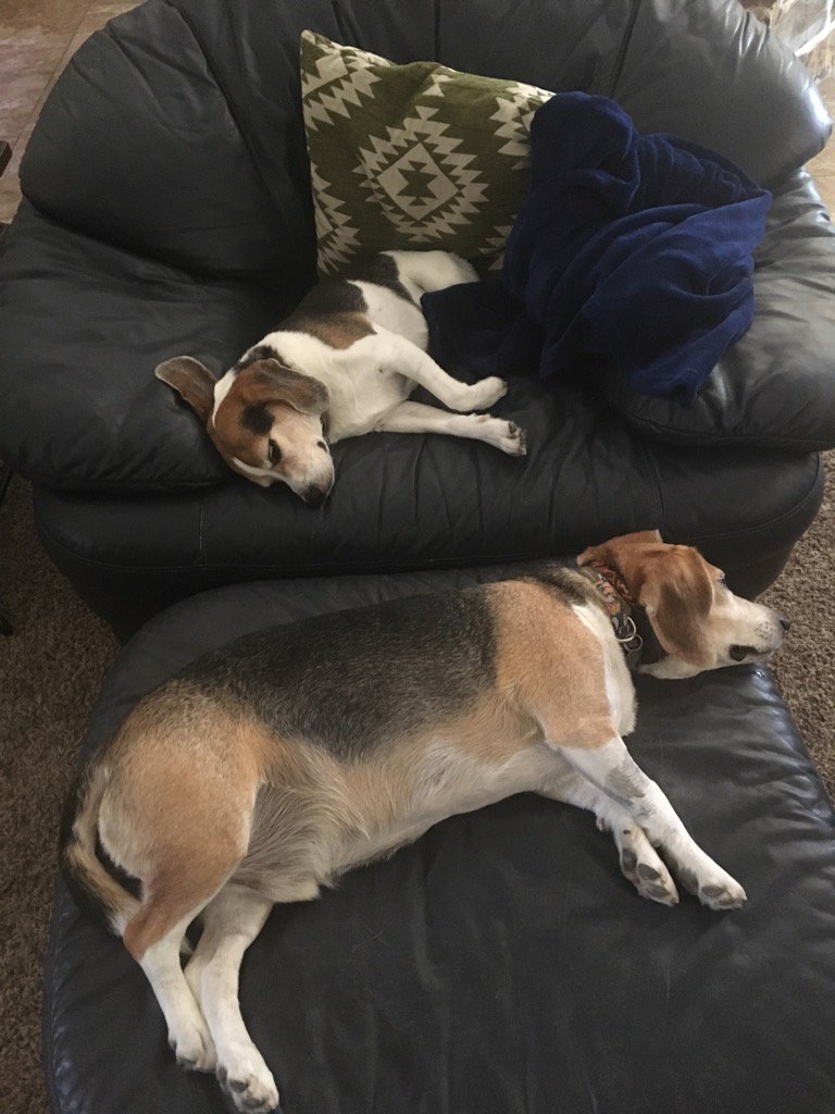 texas_beagles's tweet photo. #Harvey2017  got us way away from home with our friend Jax. Great to hang out at his house but we sure miss home https://t.co/pAXvwsQalj