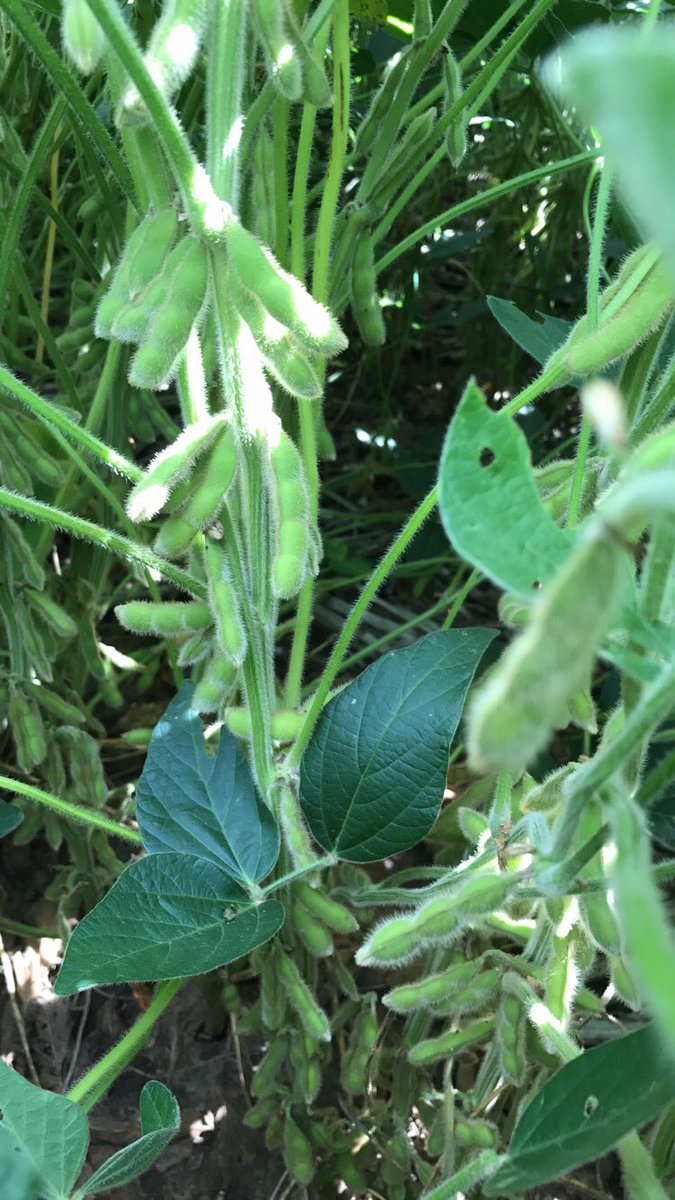 hayseedmike's tweet photo. Looks like good pod count to me #4beanpod https://t.co/czp9h7xVSU