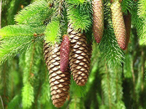 lacsd's tweet photo. #WhitePineCone and Tassel was named the State Flower of #Maine ~ The Pine Tree State, on July 21, 1945
#travelUSA #Augusta #StateSymbol 🌲 https://t.co/XnoBnXDeBX