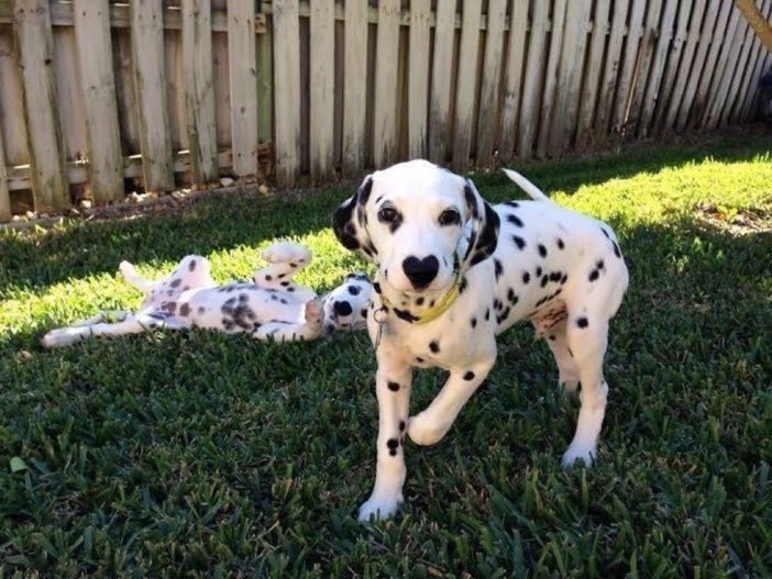 DailyiDogs's tweet photo. HE HAS A HEART ON HIS NOSE https://t.co/JMZAUkmYoQ