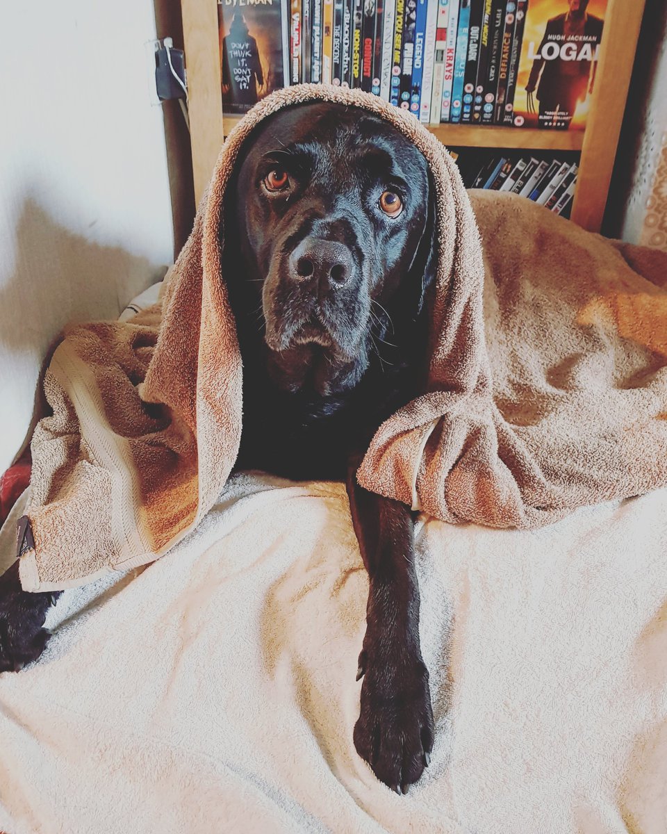 ShannonDeeannee's tweet photo. Rain = wet doggo!... Look at them big puppy eyes #dontfeelsorryforhim #wetdoggo #englishweather https://t.co/rk0h4PSetj