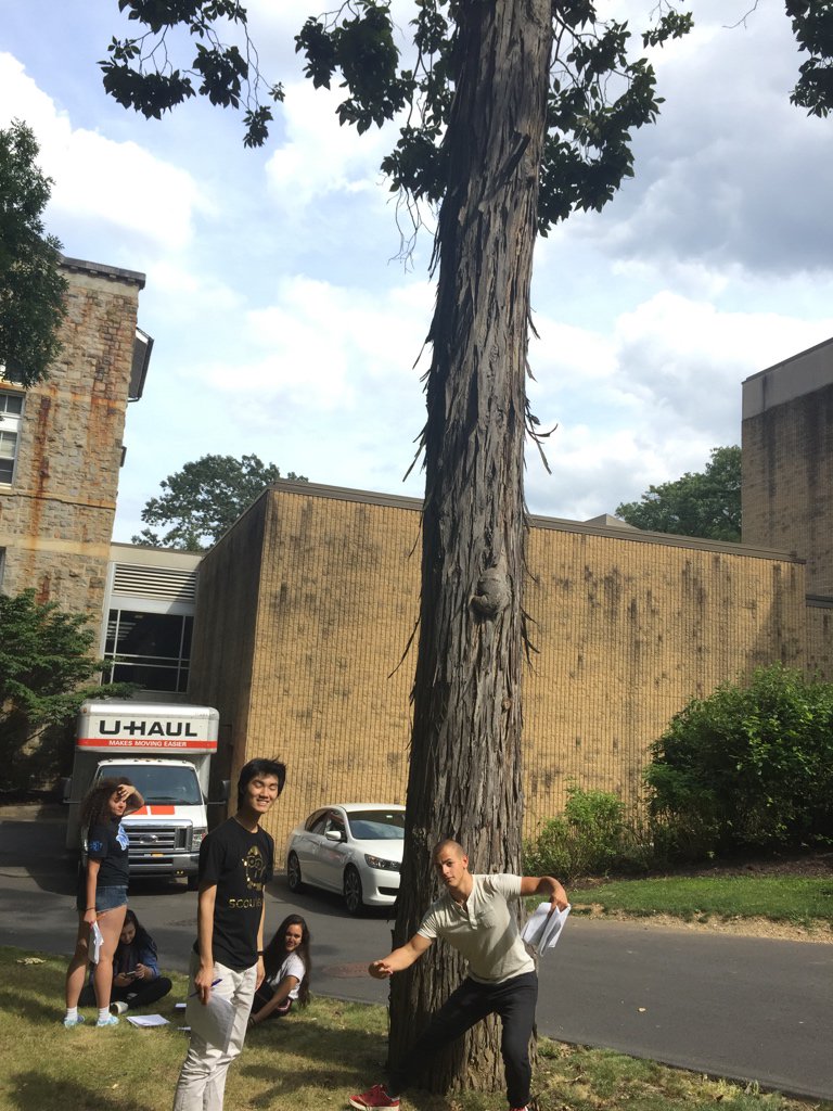 MaxUrban_EES28's tweet photo. Shagbark Hickory (Carya ovata) perplexed us with its unique trunk. Also, Dom strikes a pose 😄 #ees152 https://t.co/OcwcP7pEyU