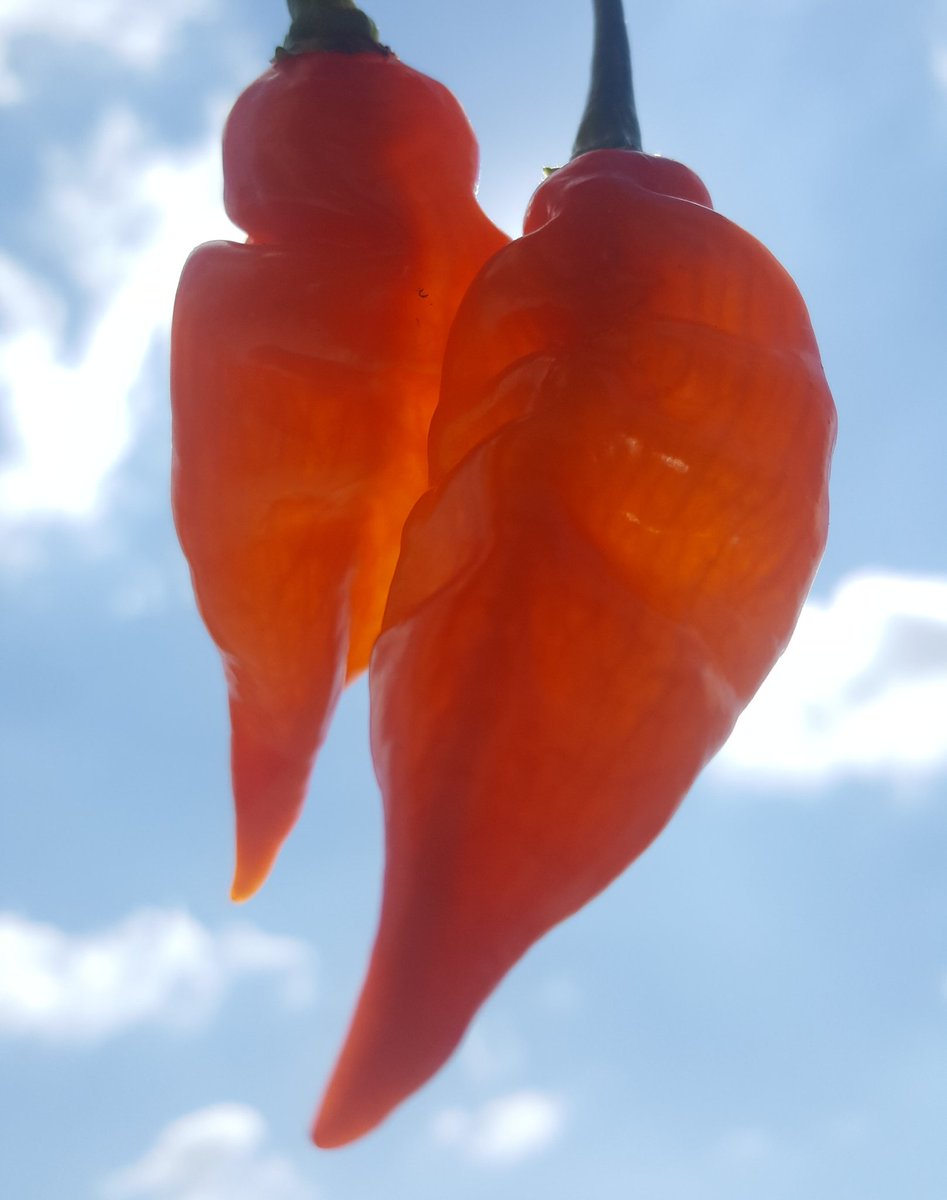 2ndHandSmokeLLC's tweet photo. #hotpeppers #harvest https://t.co/D0ce5WMoXl