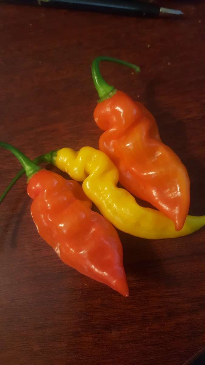 2ndHandSmokeLLC's tweet photo. #hotpeppers #harvest https://t.co/D0ce5WMoXl