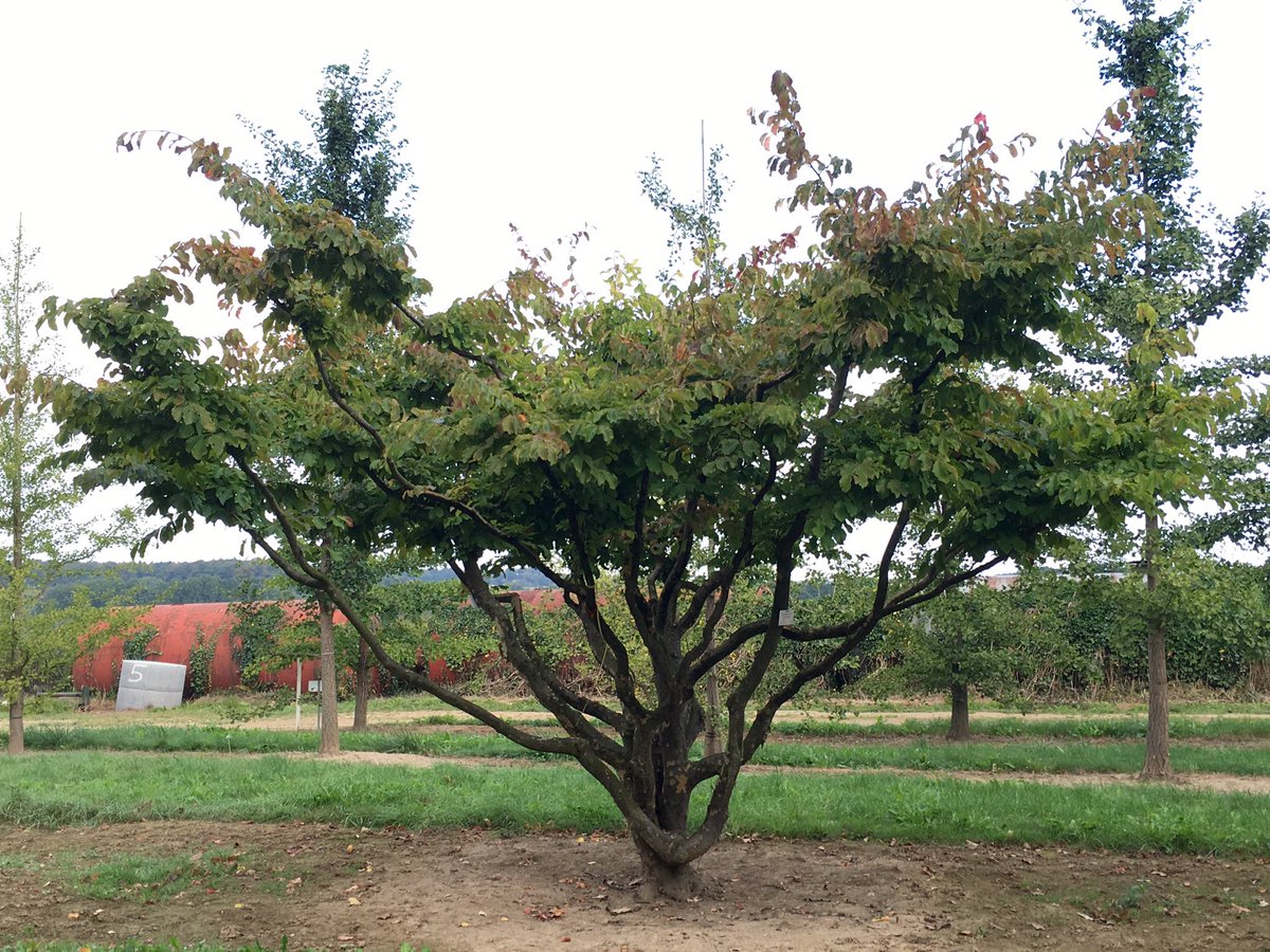 Mark Latchford Parrotia Persica Multi Stem Treetuesday Parrotia Multistem Mark Latchford Parrotia Persica Multi Stem Treetuesday Parrotia Multistem