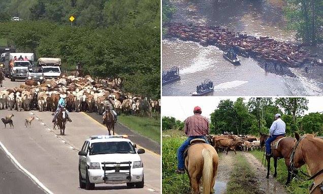 AmericanCW's tweet photo. Cattlemen &amp; Cattlewomen stop at nothing to protect their herd, be it by four wheels, four legs, boat or on foot. We care. #PrayforTexas https://t.co/WZ6fw5Ieir